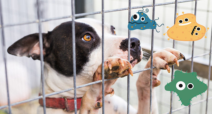 How to Clean a Veterinary Kennel