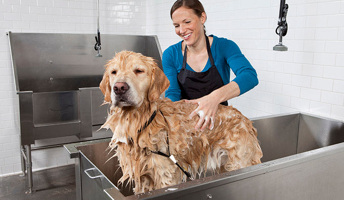 Regular Drain Maintenance and Role of An Enzymatic Cleaner at An Animal Facility