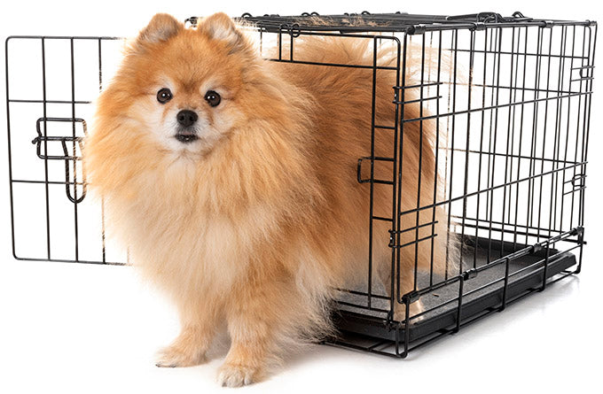 5 Cleaning Strategies to Keep Your Pets Healthy