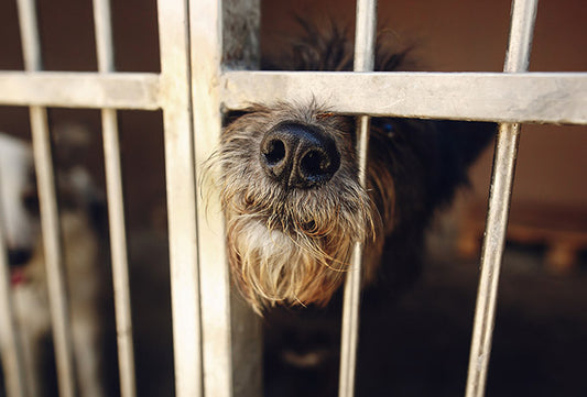Eliminate Pet Odors in Kennels