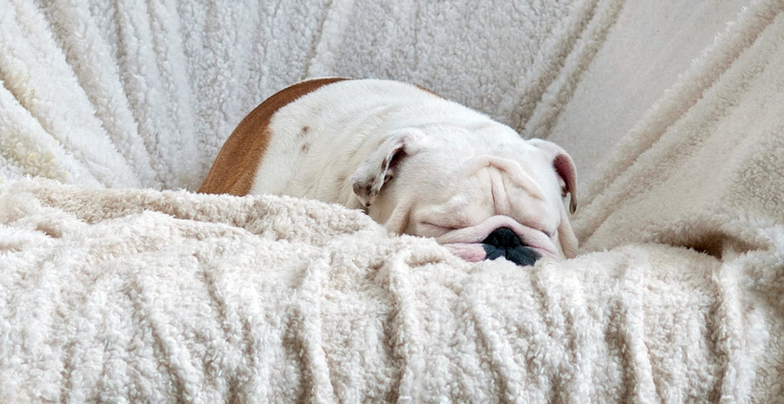How to Get Dog and Cat Hair out of Fleece, a Quick and Easy Guide