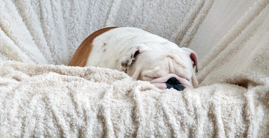 How to Get Dog and Cat Hair out of Fleece, a Quick and Easy Guide