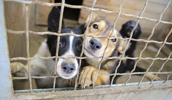 Strategies To Prevent Dog Shelter Disease Outbreaks