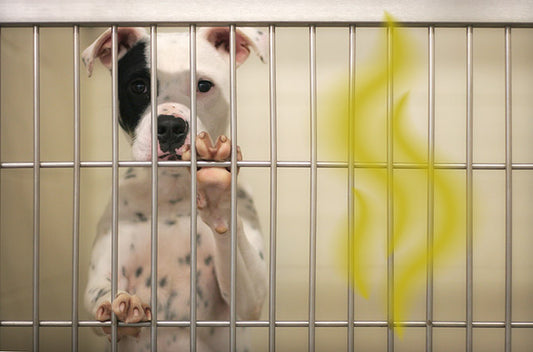 Why Smell Is the Only Thing Your Kennel Is Known For