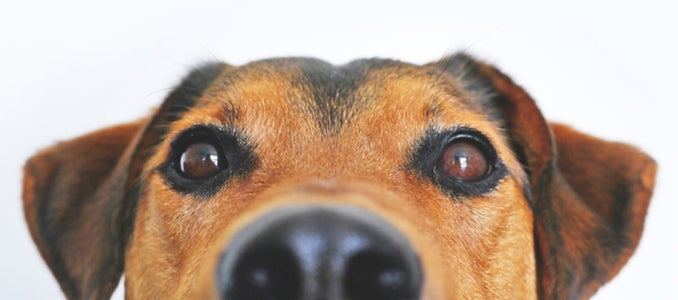 7 Amazing Tricks for Keeping Your Dog from Going Potty Inside