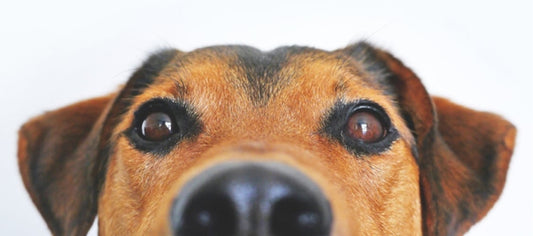7 Amazing Tricks for Keeping Your Dog from Going Potty Inside