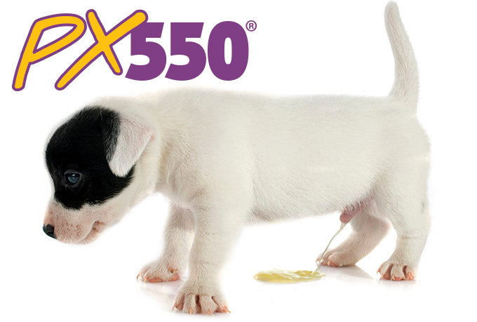 Remove All Traces of Pet Urine with PX550