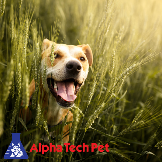 Why You Should Use Eco-Friendly Pet Care