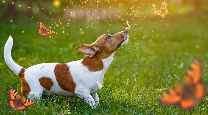 Why Eco-friendly Pet Products Are Increasing in Popularity