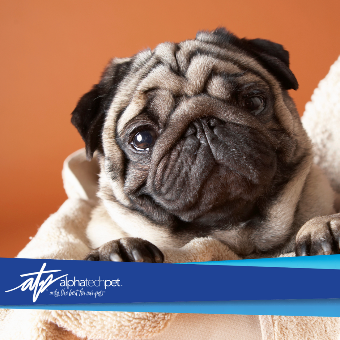 Safe and Effective Alternatives to Bleach in Veterinary Clinic Cleaning Protocols