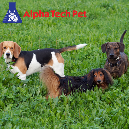 The Complete Guide to Effective Kennel Cleaning