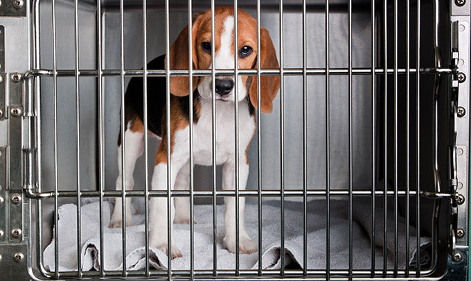Expert Tips on How to Clean a Kennel
