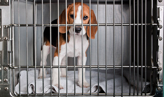 Expert Tips on How to Clean a Kennel