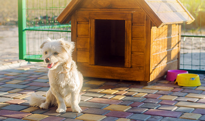 Top 5 Kennel Cleaning Supplies Every Pet Care Business Should Have