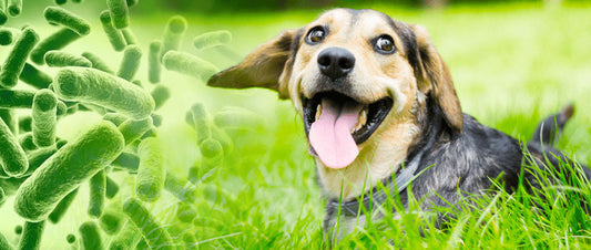 Probiotics For Dogs: Keeping Your Pet Happy and Healthy