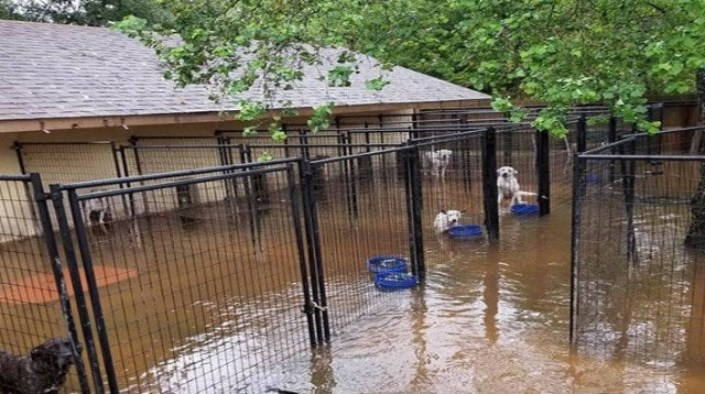 Harvey, Irma, and Maria Hurricanes Have Made a Mess. Stericide® Is Here to Help Clean Up.