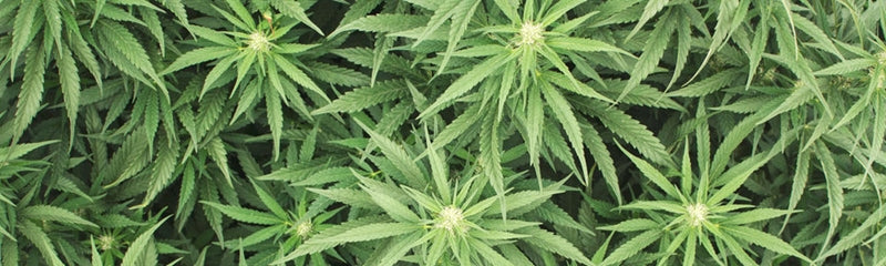 Cannabis Terminology 101