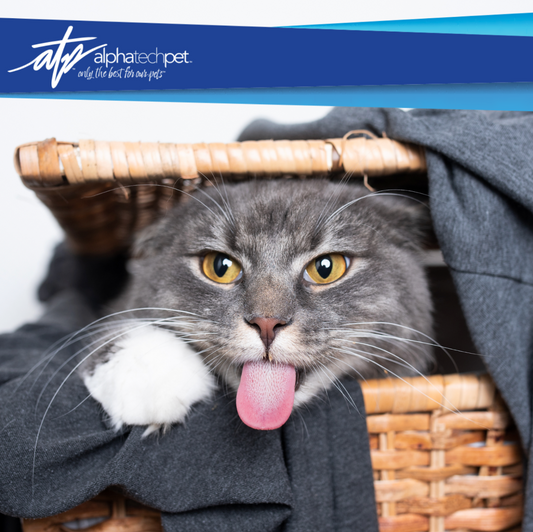 The Hidden Dangers: Why Household Laundry Detergent Isn't Ideal for Washing Pet Items