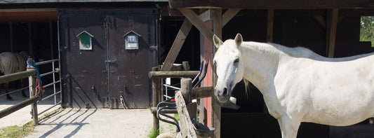 Protecting Equine Facilities and Disinfecting Against Strangles