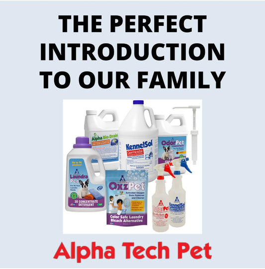 The Perfect Introduction To Our Family