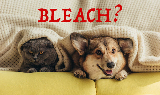 Is It Safe to Clean with Bleach Around Dogs?