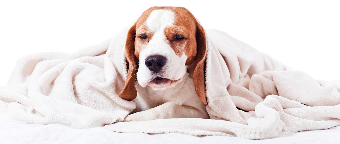 Kennel Cough: Canine Infectious Respiratory Disease Complex (CIRDC)