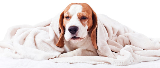 Kennel Cough: Canine Infectious Respiratory Disease Complex (CIRDC)
