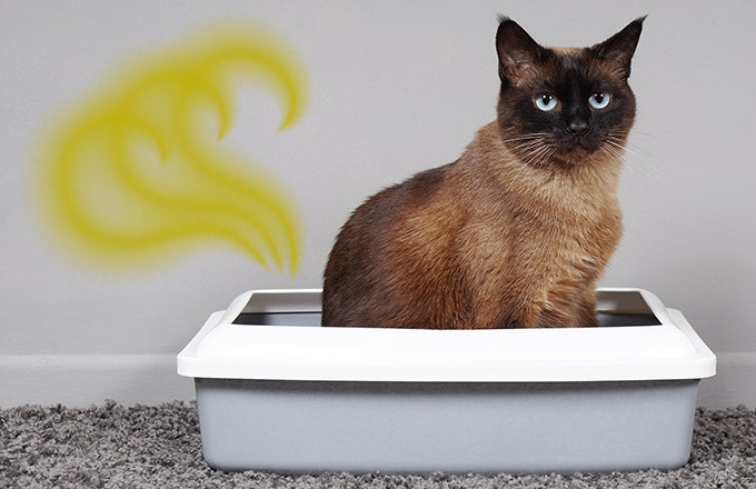 Why Do Pet Odors Smell So Bad?