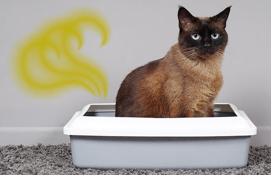 Why Do Pet Odors Smell So Bad?
