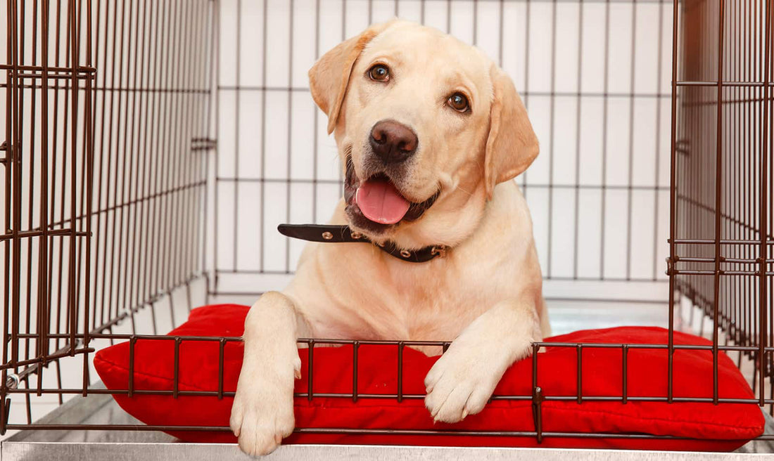 How to Clean a Dog Crate, an Easy Helpful Guide, and Tips