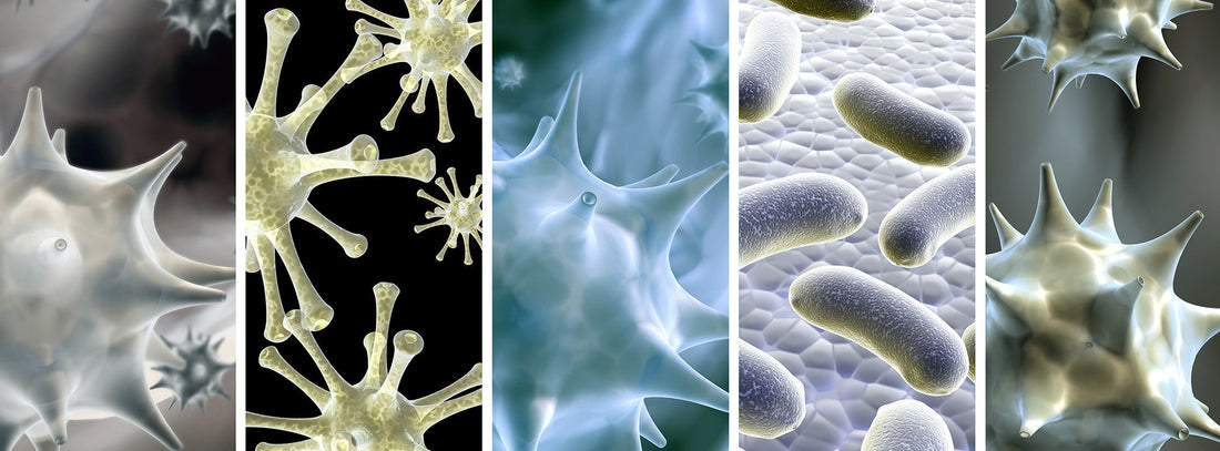 Microbial Biologics – Microorganisms in Waste Degradation