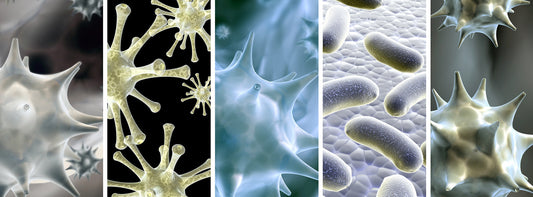 Microbial Biologics – Microorganisms in Waste Degradation