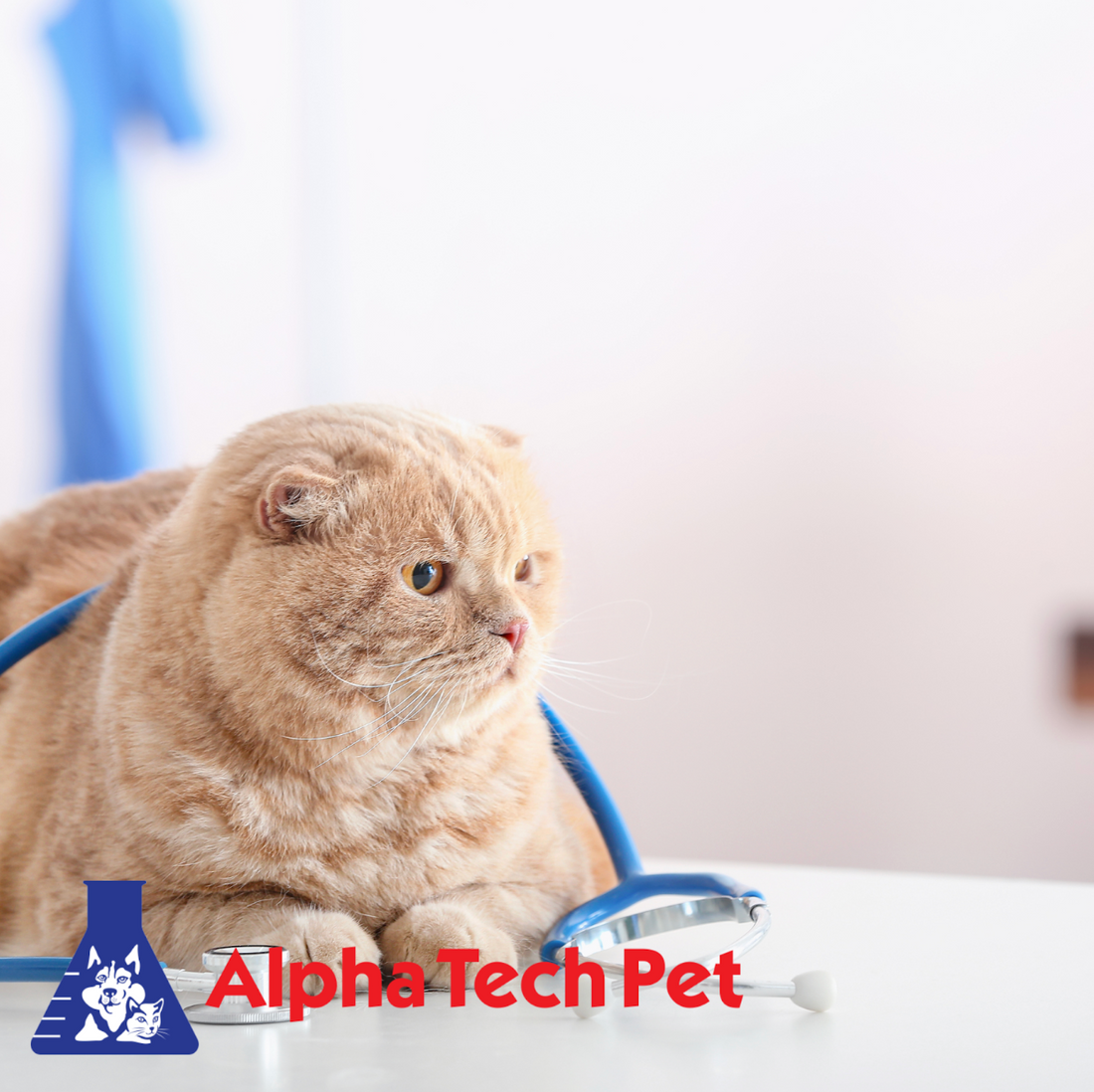 Mistakes to Avoid When Cleaning Veterinary Facilities