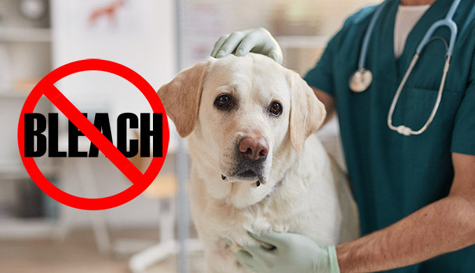 Do Vets Use Bleach?