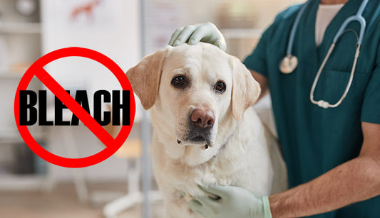 Do Vets Use Bleach?