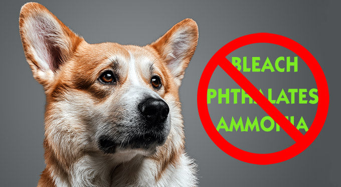 Top Tips for Choosing Non-Toxic Kennel Cleaning Supplies