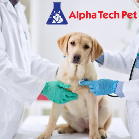 The Importance of Regular Check-Ups for Your Beloved Pet