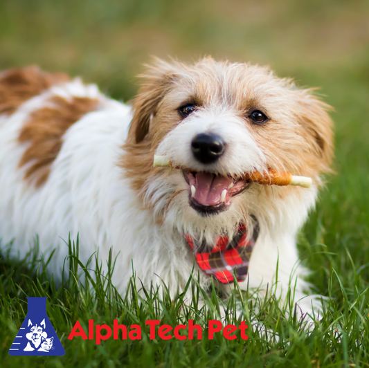 The Importance of Pet-Friendly Disinfectants: Keeping Your Home Safe