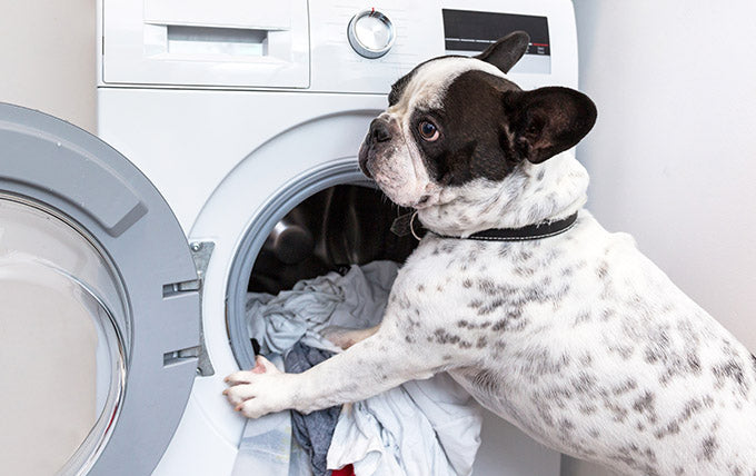 Wash Out Pet Stains with Pet Laundry Detergent