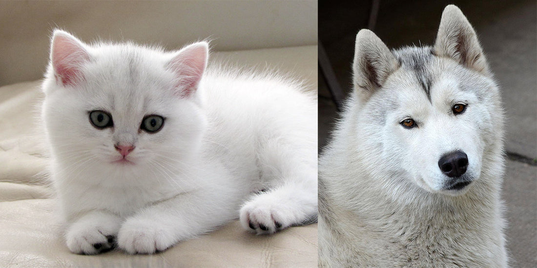10 Reasons Why We Love Animals More Than Humans