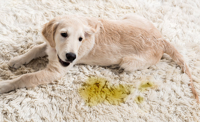 The Best Pet Stain Remover