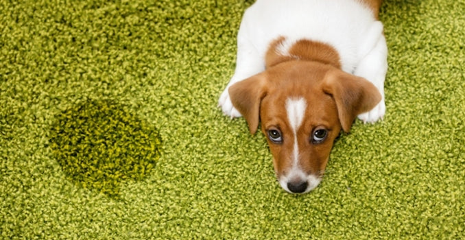 How Do You Get Rid of Pet Urine Smell in Carpet? Quick Guide
