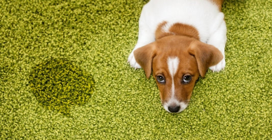 How Do You Get Rid of Pet Urine Smell in Carpet? Quick Guide