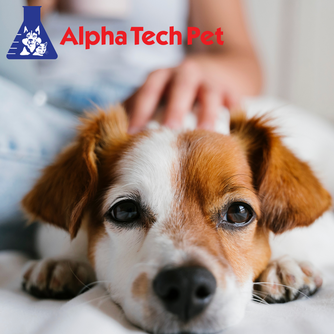 How to Prevent Infection in Pet Wounds
