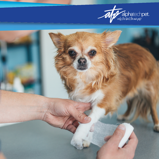 Preventing Infections: Tips for Properly Sanitizing and Protecting Pet Wounds