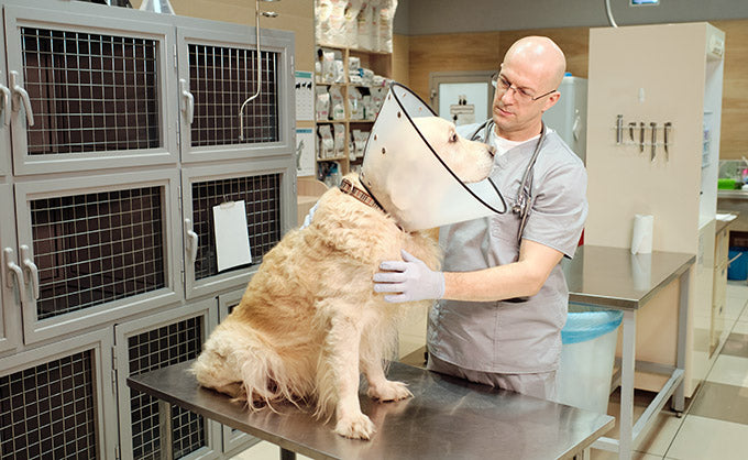 The Kennel Cleaner That the Pros Use