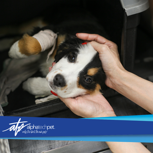The Importance of Proper Disinfection in Animal Care Environments