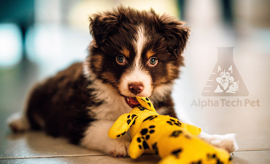 Easy Pet Odor Removal Tips and Tricks