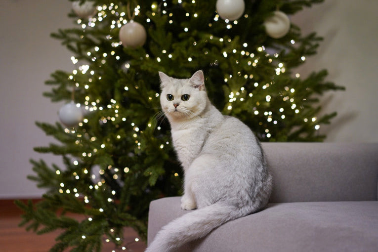 Experts Share Holiday Pet Safety Tips for a Happy and Healthy Festive Season