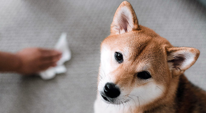 How to Remove Pet Odor from Carpet